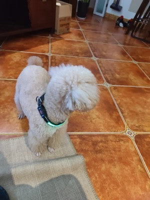 Luminous Dog Collar USB Charging Light - Safe and Durable Reflective Nylon Leash for Medium Large Dogs